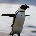 Penguin flapping wings